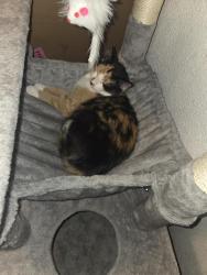 Lost Female Cat last seen Bayless and lemay ferry, St. Louis, MO 63125