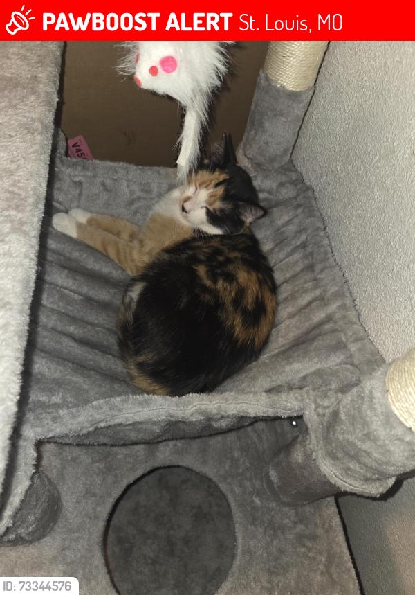 Lost Female Cat last seen Bayless and lemay ferry, St. Louis, MO 63125
