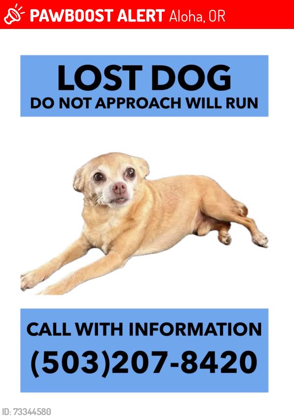 Lost Male Dog last seen 198th Ave, Aloha, OR 97006