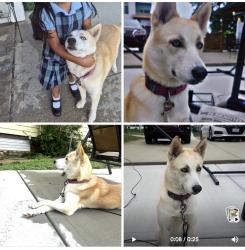Lost Female Dog last seen Cesar Chavez ave., Kansas City, MO 64108