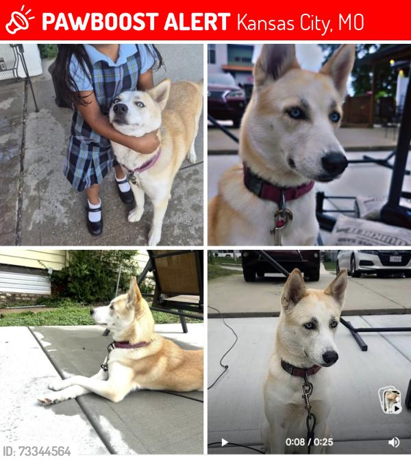 Lost Female Dog last seen Cesar Chavez ave., Kansas City, MO 64108