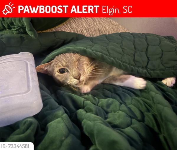 Lost Female Cat last seen Blaney elementary, Elgin, SC 29045