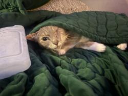 Lost Female Cat last seen Blaney elementary, Elgin, SC 29045