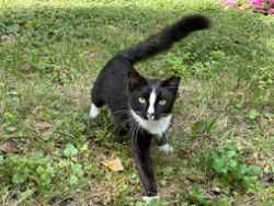 Found/Stray Male Cat last seen County Trunk Hwy PP & Shirley Road, Greenleaf, De Pere, WI 54115
