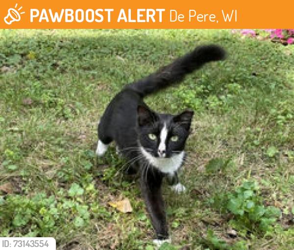 Found/Stray Male Cat last seen County Trunk Hwy PP & Shirley Road, Greenleaf, De Pere, WI 54115