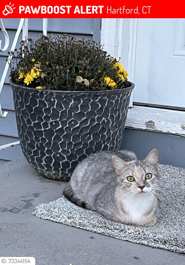 Lost Female Cat last seen Wilbur st, Hartford, CT 06106
