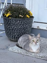 Lost Female Cat last seen Wilbur st, Hartford, CT 06106