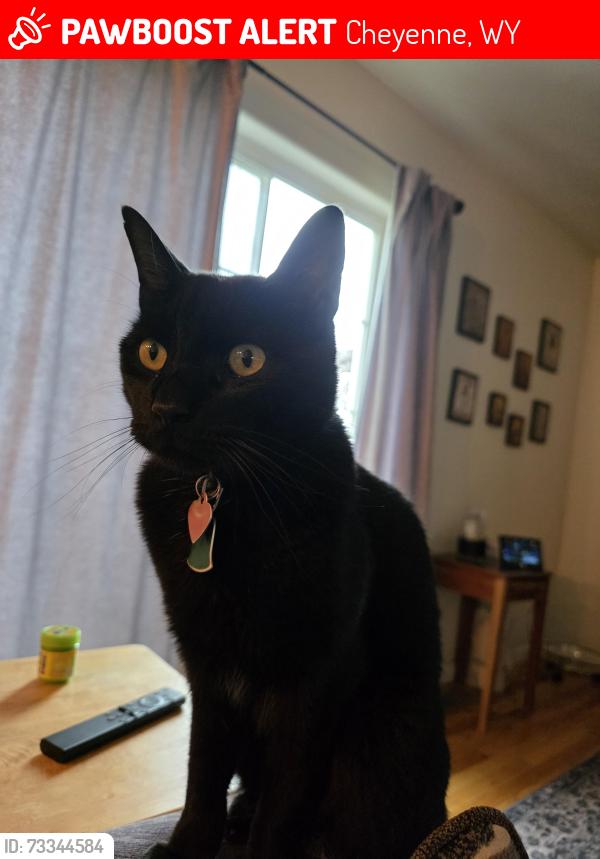 Lost Male Cat last seen Beckle rd Emily Ashley, Cheyenne, WY 82009