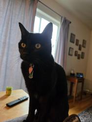 Lost Male Cat last seen Beckle rd Emily Ashley, Cheyenne, WY 82009