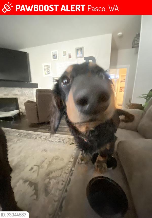 Lost Male Dog last seen Burden Blvd/Sandifur Pkwy, Pasco, WA 99301