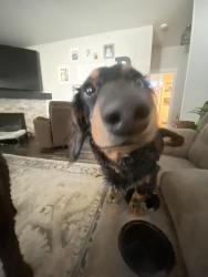Lost Male Dog last seen Burden Blvd/Sandifur Pkwy, Pasco, WA 99301