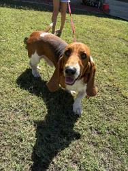Found/Stray Male Dog last seen Los coyotes diagonal, Long Beach, CA 90831