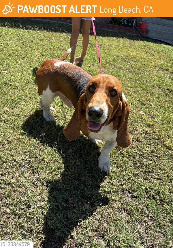 Found/Stray Male Dog last seen Los coyotes diagonal, Long Beach, CA 90831