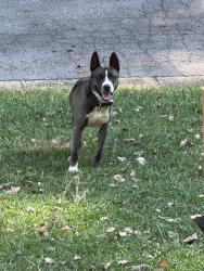 Found/Stray Male Dog last seen Wendell way, Morrow, GA 30260