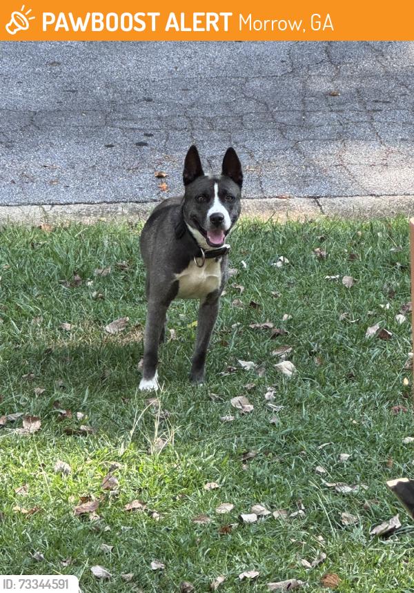 Found/Stray Male Dog last seen Wendell way, Morrow, GA 30260