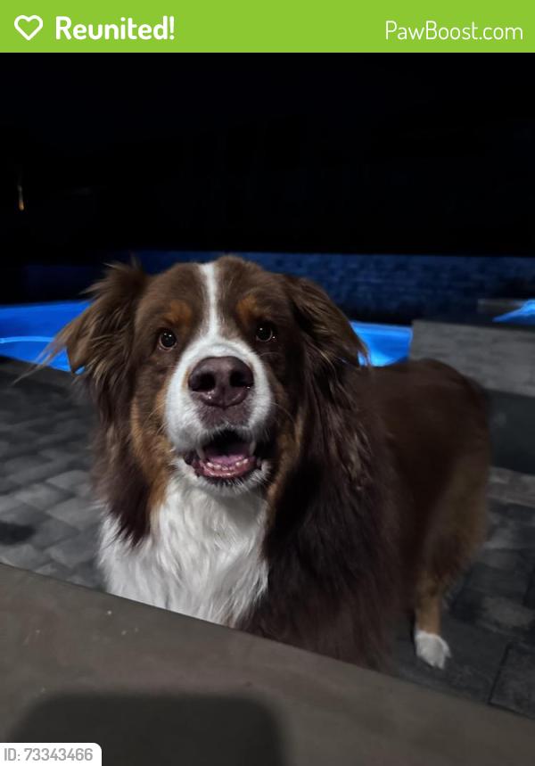 Reunited Female Dog last seen Near Phoenix’s fall st, North Las Vegas, NV 89084