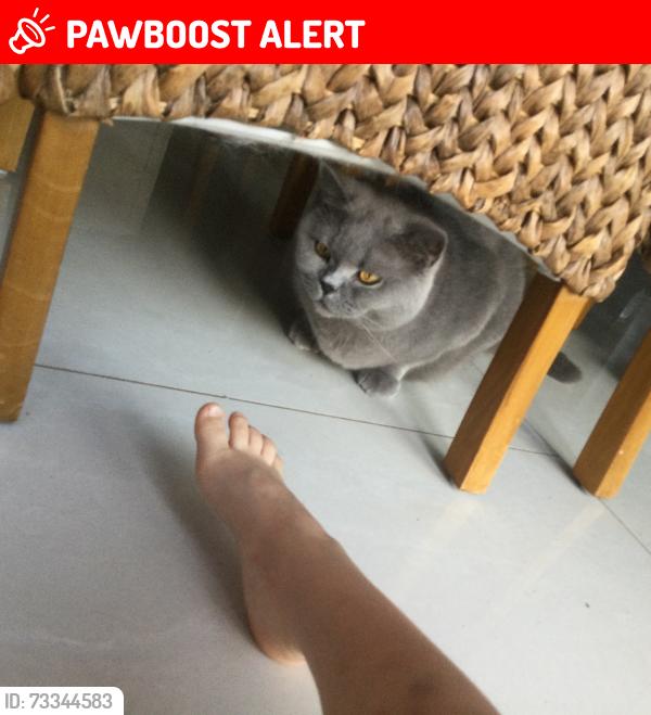Lost Female Cat last seen Griffiths Avenue, Doseley, England TF4 3BE