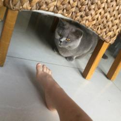 Lost Female Cat last seen Griffiths Avenue, Doseley, England TF4 3BE