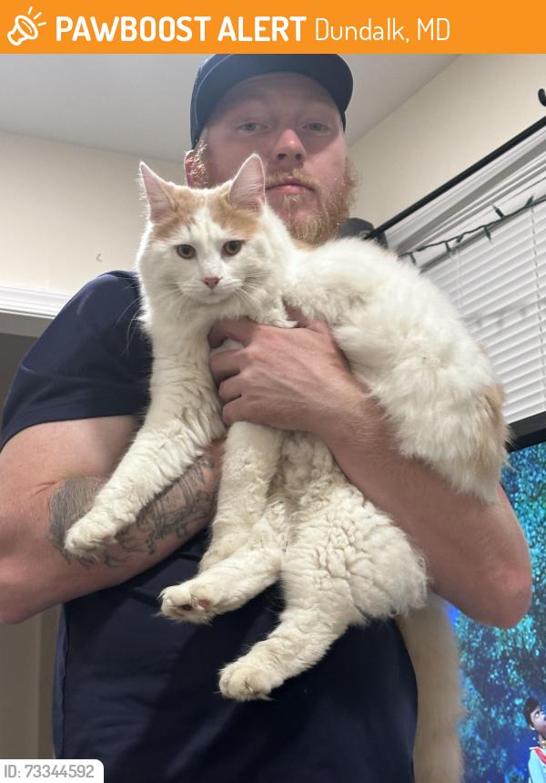 Found/Stray Unknown Cat last seen Dunmanway, Dundalk, MD 21222