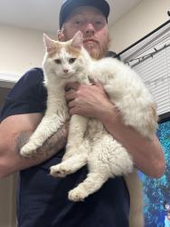 Found/Stray Unknown Cat last seen Dunmanway, Dundalk, MD 21222
