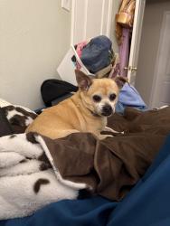 Reunited Male Dog last seen Rockport Lane, Haltom City, Haltom City, TX 76137