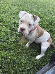 Lost Female Dog last seen Cleo st, Cedartown, GA 30125