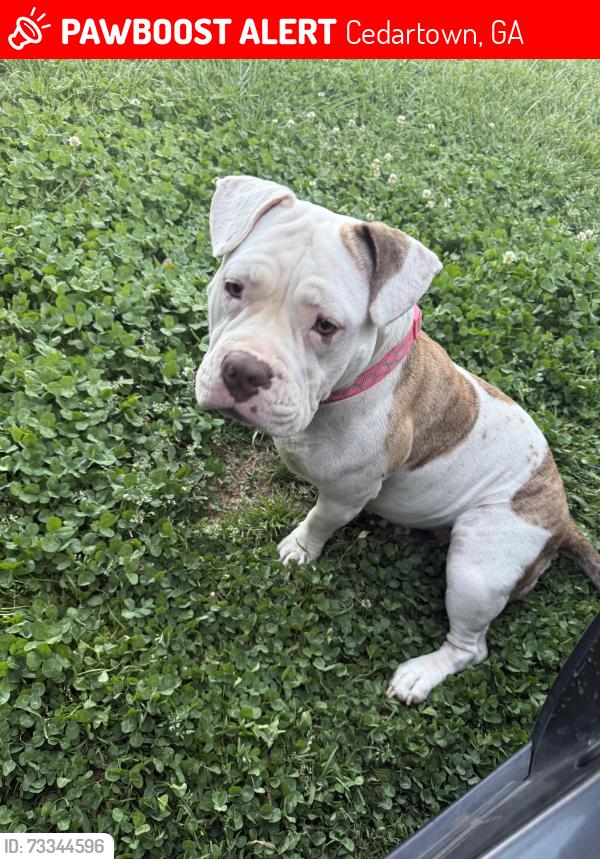 Lost Female Dog last seen Cleo st, Cedartown, GA 30125