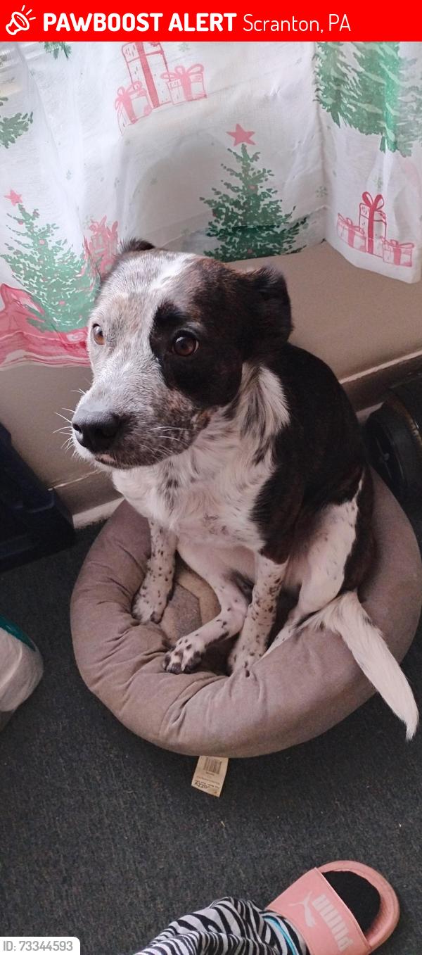 Lost Female Dog last seen Saint Francis Cabrini Ave Scranton pa, Scranton, PA 18504