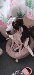Lost Female Dog last seen Saint Francis Cabrini Ave Scranton pa, Scranton, PA 18504