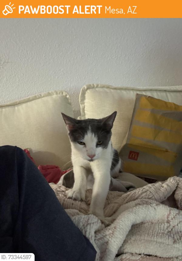 Found/Stray Female Cat last seen Dobson and broadway, Mesa, AZ 85202