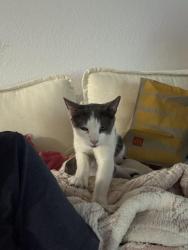 Found/Stray Female Cat last seen Dobson and broadway, Mesa, AZ 85202