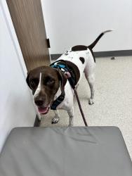 Lost Female Dog last seen Katie’s Landing state park, Sanford, FL 32771