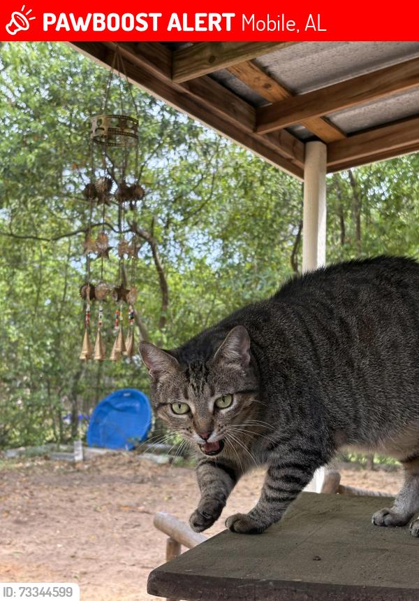 Lost Female Cat last seen Near Garland Street and Druid Drive, Mobile, AL 36618
