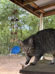 Lost Female Cat last seen Near Garland Street and Druid Drive, Mobile, AL 36618