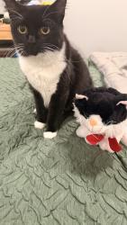 Lost Female Cat last seen Highland Ave., National City, CA 91950