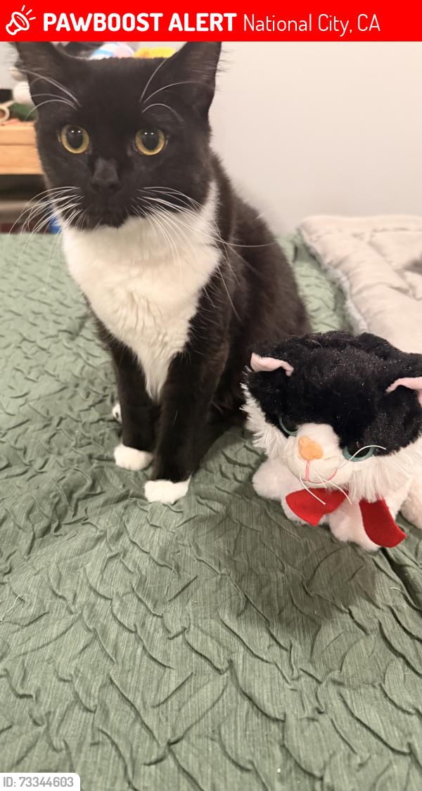 Lost Female Cat last seen Highland Ave., National City, CA 91950