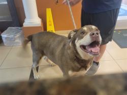 Shelter Stray Male Dog last seen GENE NELSON BLVD AND STATE ROAD 52 (JOHN S. BURKS MEMORIAL PARK), 19640 Dogpatch Ln, Land O' Lakes, FL 34638, USA