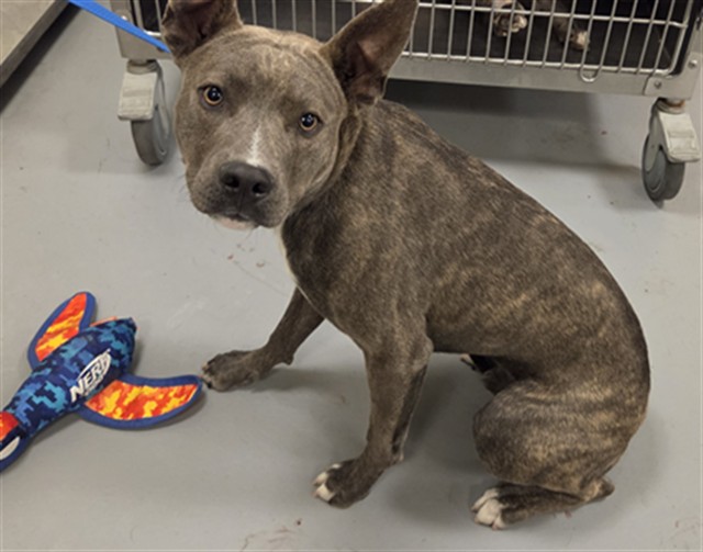 Shelter Stray Male Dog last seen Near BLOCK MONTGOMERY AVE, NUEVO, 581 S Grand Ave, San Jacinto, CA 92582, USA