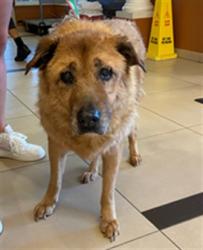 Shelter Stray Female Dog last seen WASHINGTON DR, 19640 Dogpatch Ln, Land O' Lakes, FL 34638, USA