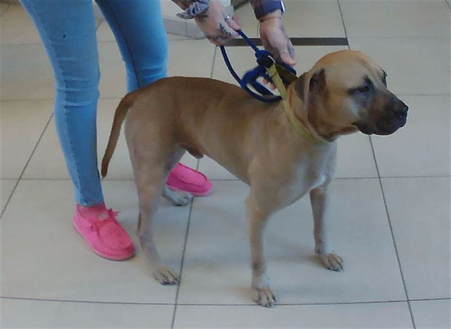 Shelter Stray Male Dog last seen PEACE BLVD AND SHADY HILS RD, 19640 Dogpatch Ln, Land O' Lakes, FL 34638, USA