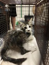 Shelter Stray Male Cat last seen Near BLOCK ELY AVE, CERRITOS CA, Cerritos, CA 90703, USA