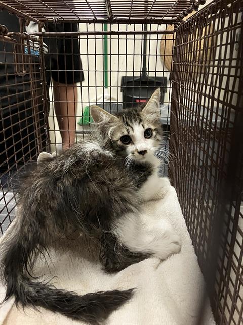 Shelter Stray Male Cat last seen Near BLOCK ELY AVE, CERRITOS CA, Cerritos, CA 90703, USA
