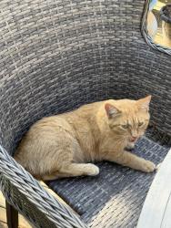Lost Female Cat last seen Andy mountain/ Timmons/ possibly Ephesus rd/Clinton Park, Villa Rica, GA 30180