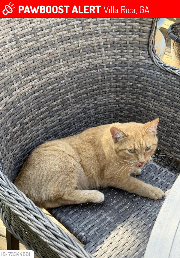 Lost Female Cat last seen Andy mountain/ Timmons/ possibly Ephesus rd/Clinton Park, Villa Rica, GA 30180