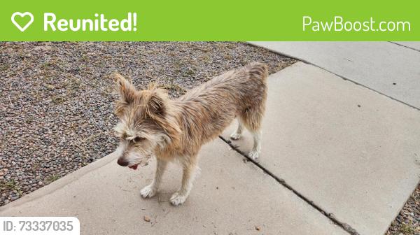 Reunited Unknown Dog last seen El Rio Acres, Tucson, AZ 85745