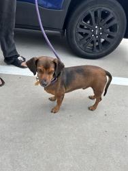 Shelter Stray Male Dog last seen Near BLOCK NE 52 CT, DEERFIELD BEACH FL 33064, 2400 SW 42nd St, Fort Lauderdale, FL 33312, USA
