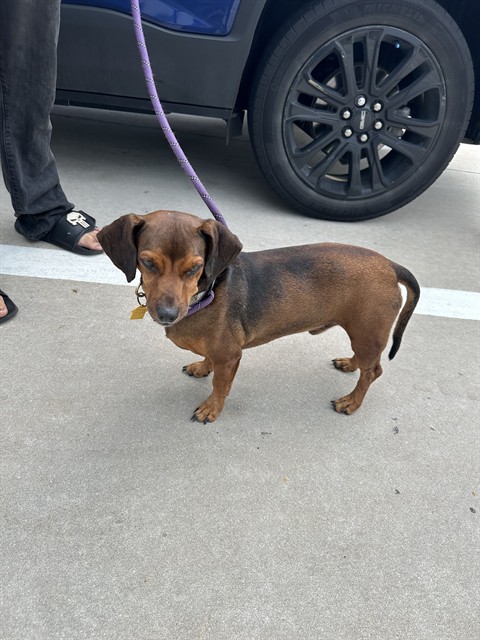 Shelter Stray Male Dog last seen Near BLOCK NE 52 CT, DEERFIELD BEACH FL 33064, 2400 SW 42nd St, Fort Lauderdale, FL 33312, USA