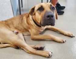 Shelter Stray Male Dog last seen N NOB HILL RD & SOUTHGATE BLVD, TAMARAC, FL 33321, 2400 SW 42nd St, Fort Lauderdale, FL 33312, USA