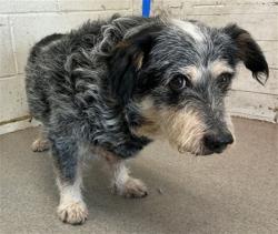 Shelter Stray Male Dog last seen Near BLOCK MILLER AV, 333 Chandler Pl, San Bernardino, CA 92408, USA