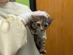 Shelter Stray Female Cat last seen Near BLOCK COSTCO DR, TUKWILA WA 98188, 21615 64th Ave S, Kent, WA 98032, USA